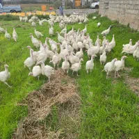 بوقلمون بیوتی B6