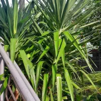 درخت یوکا باقدمت بیش از۳۰سال.غول پیکر.۳متری.سالم|گل و گیاه طبیعی|امیرکلا, |دیوار