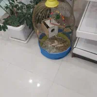 طوطی کوتوله