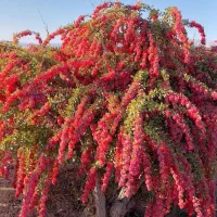 فروش نهال زرشک