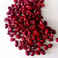 لوبیا قرمز فروشی