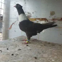 ماده نواری مشکی طوق سفید پنبه و صید مفت ساده