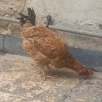 مرغ محلی|حیوانات مزرعه|اهواز, منبع اب|دیوار