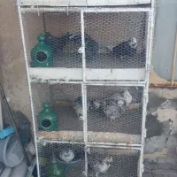 فروشقفسجفتکن.باکبوتر|لوازم جانبی حیوانات|سیرجان, |دیوار