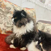 گربه پرشین|گربه|اردکان, |دیوار