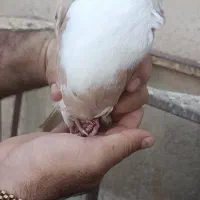 کلاغ کربلایی کله سفید خال زرد کاکل|پرنده|بردسکن, |دیوار