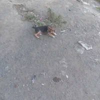 توله پژدر میخوام با مرغ معاوضه