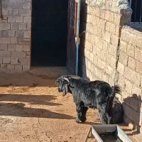 شش راس بره  پرواری وچاق  ویک راس بزغاله نر|حیوانات مزرعه|ایوان, |دیوار