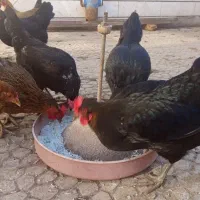 مرغ تخم گزار