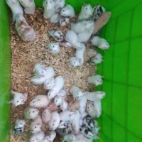 همستر|موش و خرگوش|شهریار, رزکان|دیوار