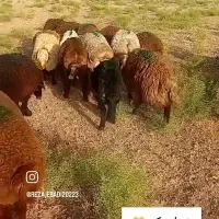 فروش 45راس بره نر چاق و جمی