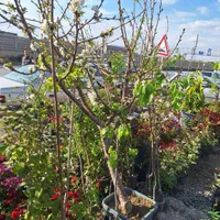 میوه بزرگ تنومند روتبال سطلی پایان کار|خدمات باغبانی و درختکاری|فلاورجان, |دیوار