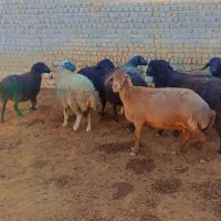 ۹راس میش ابستن سالمو سرحال