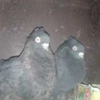 جفت زاغ بمی کلافه