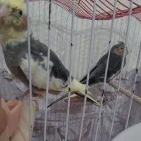 یک جفت عروس هلندی دست‌آموز