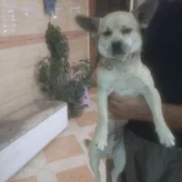 سگ پاکوتا معاوضه با سیره نر|سگ|کرمانشاه, |دیوار