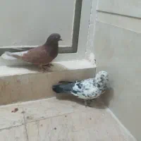 کفتر وجوجه|پرنده|قم, هفت تیر|دیوار