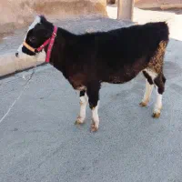 گوساله|حیوانات مزرعه|کلیائی, |دیوار