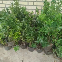 نهال گلدانی کیسه ای