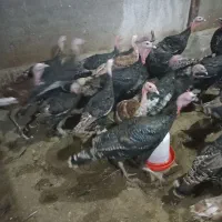 بوقلمون برنز وبربون|حیوانات مزرعه|قم, بوستان جوان|دیوار