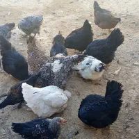 مرغ و خروس قیمت دویست و پنجاه