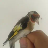 سهره ماده کتان خور