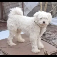 سگ پاکوتاه