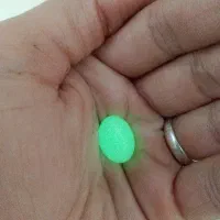 گوهر شب نما سنگ