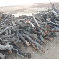 چوب بادام خشک|خدمات باغبانی و درختکاری|بروجرد, |دیوار