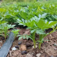 گل فصلی|گل و گیاه طبیعی|بیکاه, |دیوار