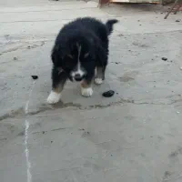 سگ فروش فوری|سگ|مشهد, همت آباد|دیوار