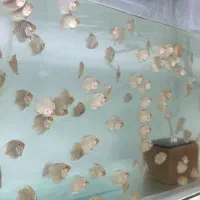 جوجه دیسکس|ماهی|رشت, ولکس|دیوار