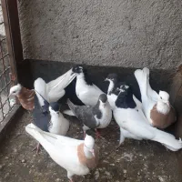 ۱۰ تا جوجه رنگه