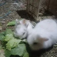 واگذاریه|موش و خرگوش|ساوه, |دیوار