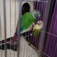 یک جفت گرینچیک مولد