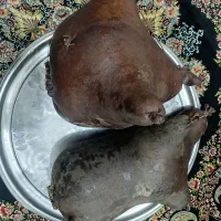 هیزه|ظروف نگهدارنده، پلاستیکی، یکبارمصرف|ایلام, |دیوار