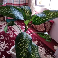 گل. دیفن باخیا