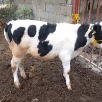 ۲عدد کل نر دورگ اصیل|حیوانات مزرعه|سنگر, |دیوار