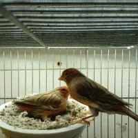 قناری آماده به کار|پرنده|شهریار, شهرک وائین|دیوار