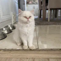 گربه|گربه|تبریز, |دیوار
