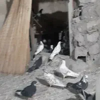 تخم مرغ نطفه دار