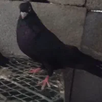 دو جفت زاغ آبادانی