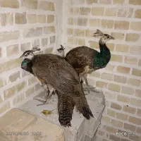 طاووس|پرنده|گرگان, |دیوار