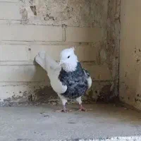 یه جفت کبوتر طوقی نر سرکه ای و ماده الماسی