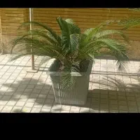 سیکاس|گل و گیاه طبیعی|تهران, شهرک بعثت|دیوار