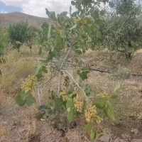 باغ-و-باغچه-فروش-500متر-تا5000متر