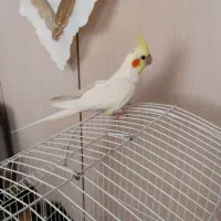 طوطی هلندی
