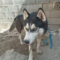 هاسکی و پاکوتاه