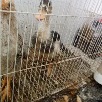 مرغابی و مرغ|حیوانات مزرعه|مشهد, قائم|دیوار