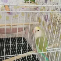 طوطی کوتوله و سرلاکی